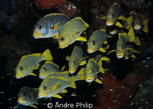 Sweetlips-Mix by Andre Philip 